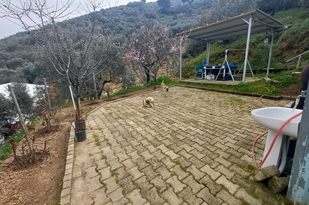 C21 Cius; Küçük Kumla'da İçinde Kayıt Belgeli Ev Olan Zeytinlik