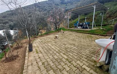 C21 Cius; Küçük Kumla'da İçinde Kayıt Belgeli Ev Olan Zeytinlik