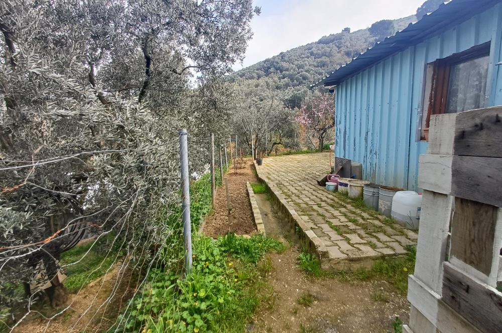 C21 Cius; Küçük Kumla'da İçinde Kayıt Belgeli Ev Olan Zeytinlik