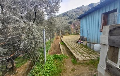 C21 Cius; Küçük Kumla'da İçinde Kayıt Belgeli Ev Olan Zeytinlik