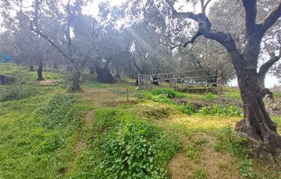 C21 Cius; Küçük Kumla'da İçinde Kayıt Belgeli Ev Olan Zeytinlik