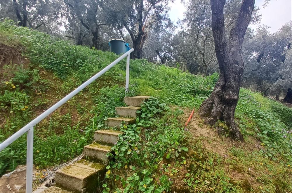 C21 Cius; Küçük Kumla'da İçinde Kayıt Belgeli Ev Olan Zeytinlik