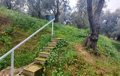 C21 Cius; Küçük Kumla'da İçinde Kayıt Belgeli Ev Olan Zeytinlik