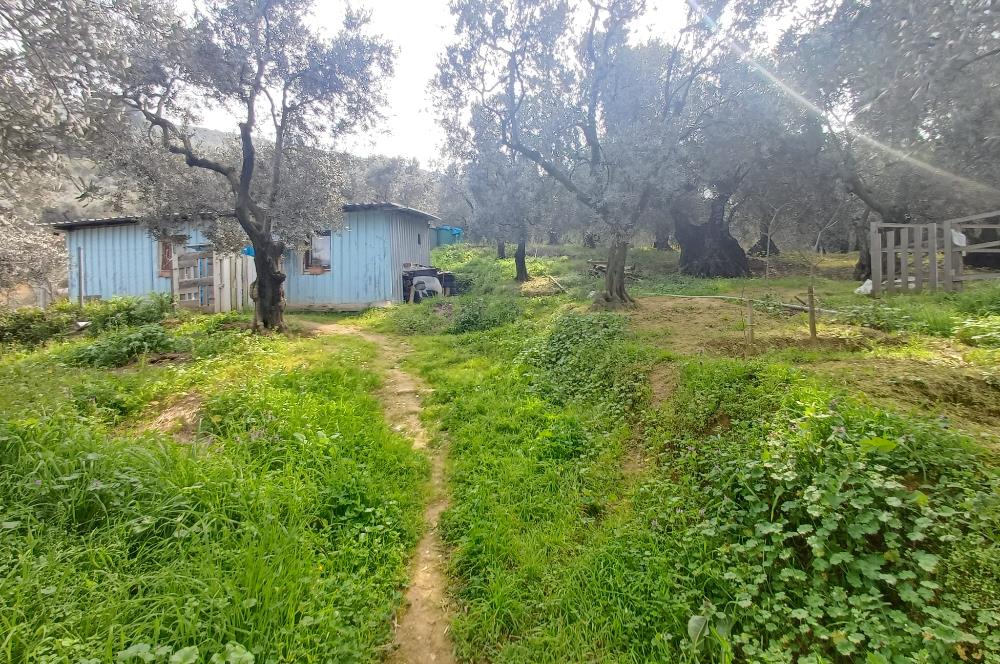 C21 Cius; Küçük Kumla'da İçinde Kayıt Belgeli Ev Olan Zeytinlik