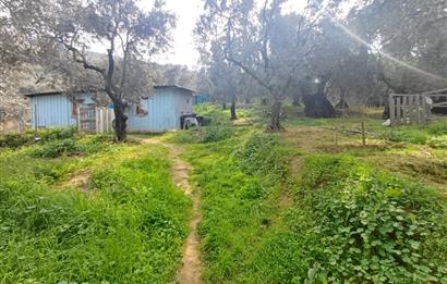 C21 Cius; Küçük Kumla'da İçinde Kayıt Belgeli Ev Olan Zeytinlik