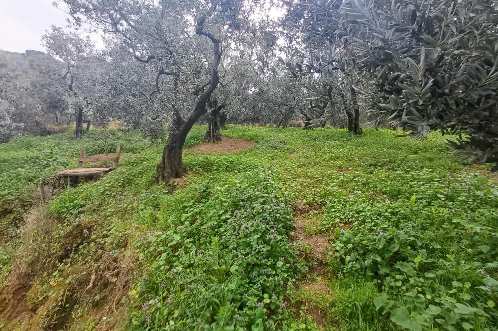 C21 Cius; Küçük Kumla'da İçinde Kayıt Belgeli Ev Olan Zeytinlik