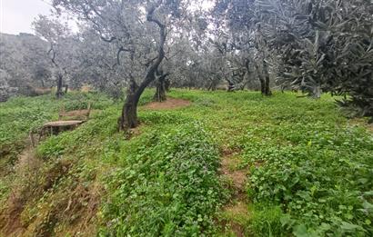 C21 Cius; Küçük Kumla'da İçinde Kayıt Belgeli Ev Olan Zeytinlik
