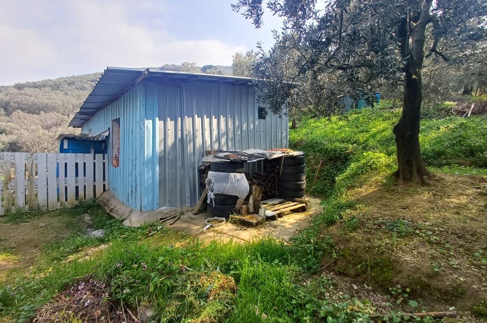 C21 Cius; Küçük Kumla'da İçinde Kayıt Belgeli Ev Olan Zeytinlik