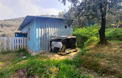 C21 Cius; Küçük Kumla'da İçinde Kayıt Belgeli Ev Olan Zeytinlik