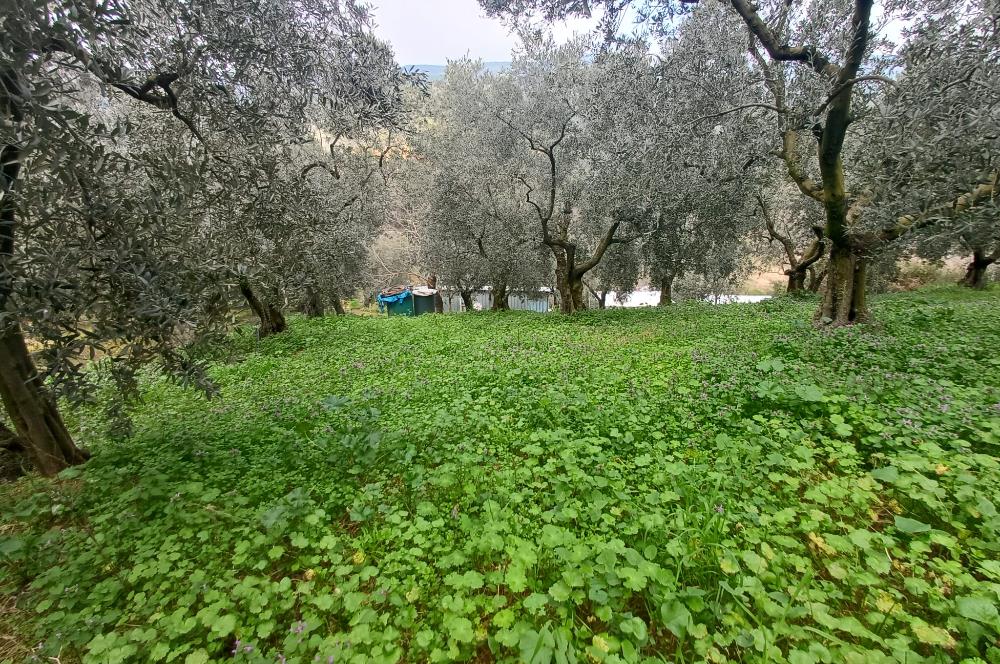 C21 Cius; Küçük Kumla'da İçinde Kayıt Belgeli Ev Olan Zeytinlik