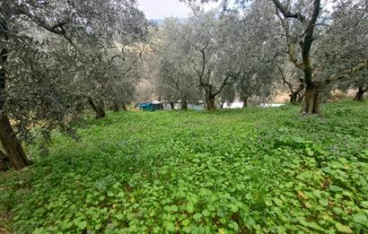 C21 Cius; Küçük Kumla'da İçinde Kayıt Belgeli Ev Olan Zeytinlik