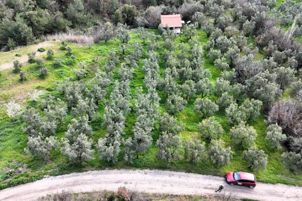 C21 Cius; Gemlik Katırlı’da Yola Cepheli Kurulu Düzen Zeytinlik