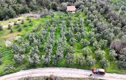 C21 Cius; Gemlik Katırlı’da Yola Cepheli Kurulu Düzen Zeytinlik