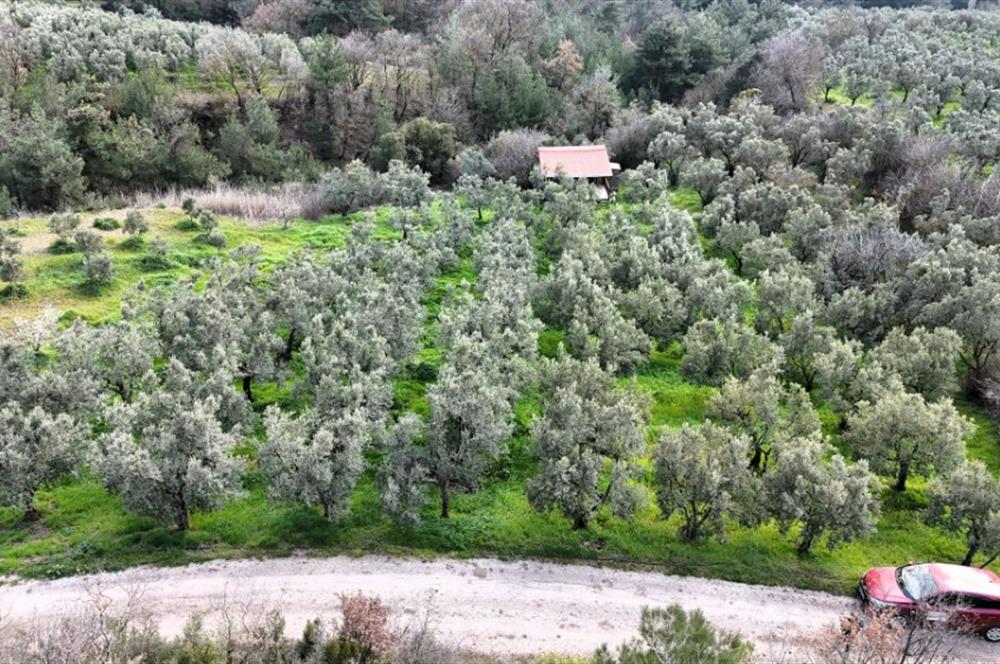 C21 Cius; Gemlik Katırlı’da Yola Cepheli Kurulu Düzen Zeytinlik