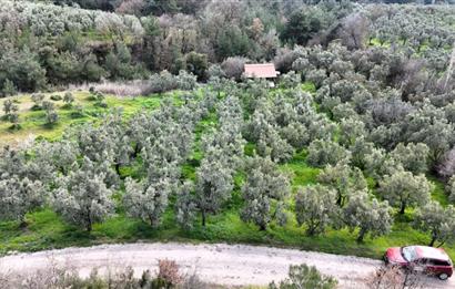 C21 Cius; Gemlik Katırlı’da Yola Cepheli Kurulu Düzen Zeytinlik