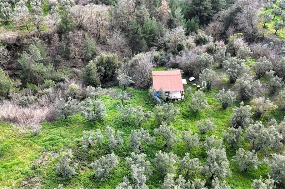 C21 Cius; Gemlik Katırlı’da Yola Cepheli Kurulu Düzen Zeytinlik