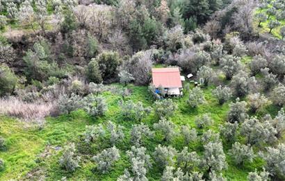 C21 Cius; Gemlik Katırlı’da Yola Cepheli Kurulu Düzen Zeytinlik