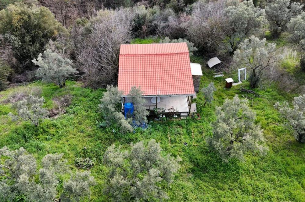 C21 Cius; Gemlik Katırlı’da Yola Cepheli Kurulu Düzen Zeytinlik