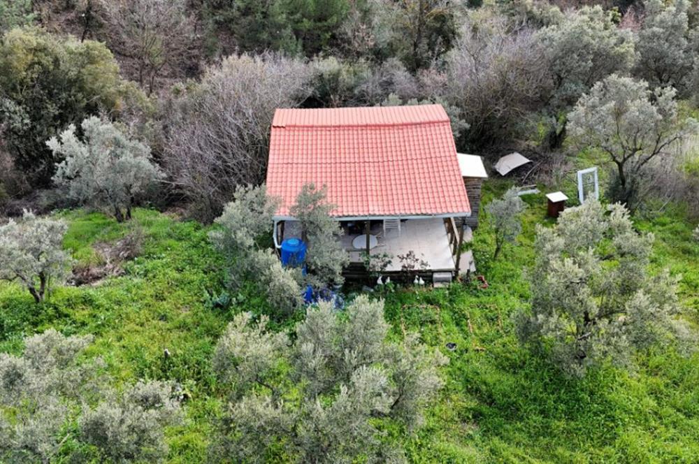 C21 Cius; Gemlik Katırlı’da Yola Cepheli Kurulu Düzen Zeytinlik