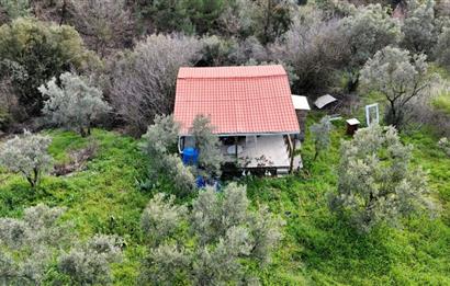 C21 Cius; Gemlik Katırlı’da Yola Cepheli Kurulu Düzen Zeytinlik