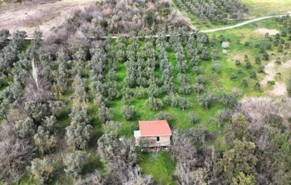 C21 Cius; Gemlik Katırlı’da Yola Cepheli Kurulu Düzen Zeytinlik