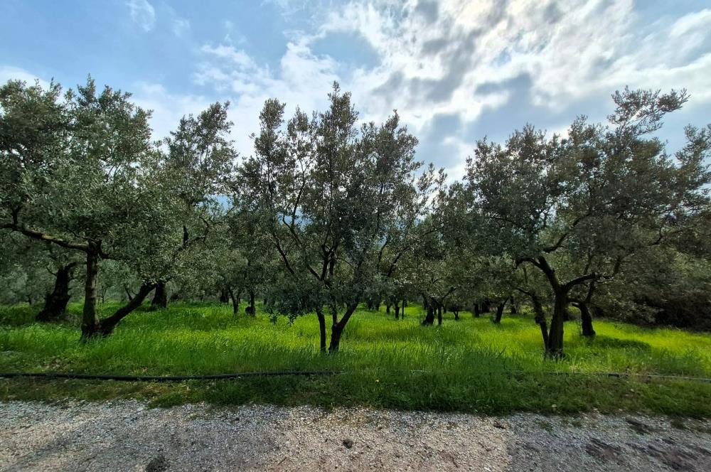 C21 Cius; Gemlik Katırlı’da Yola Cepheli Kurulu Düzen Zeytinlik
