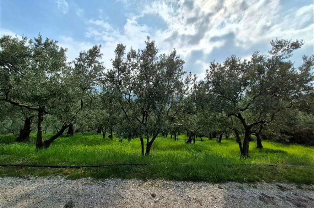 C21 Cius; Gemlik Katırlı’da Yola Cepheli Kurulu Düzen Zeytinlik