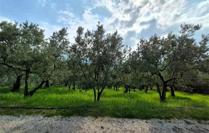 C21 Cius; Gemlik Katırlı’da Yola Cepheli Kurulu Düzen Zeytinlik