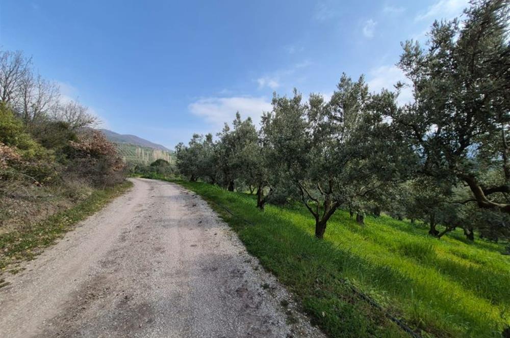 C21 Cius; Gemlik Katırlı’da Yola Cepheli Kurulu Düzen Zeytinlik