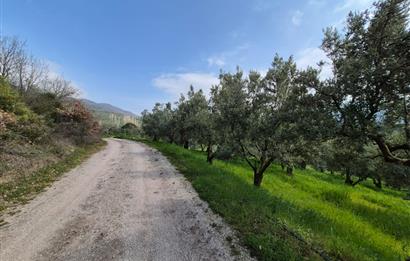 C21 Cius; Gemlik Katırlı’da Yola Cepheli Kurulu Düzen Zeytinlik