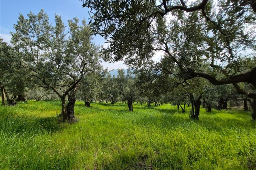 C21 Cius; Gemlik Katırlı’da Yola Cepheli Kurulu Düzen Zeytinlik