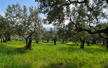 C21 Cius; Gemlik Katırlı’da Yola Cepheli Kurulu Düzen Zeytinlik
