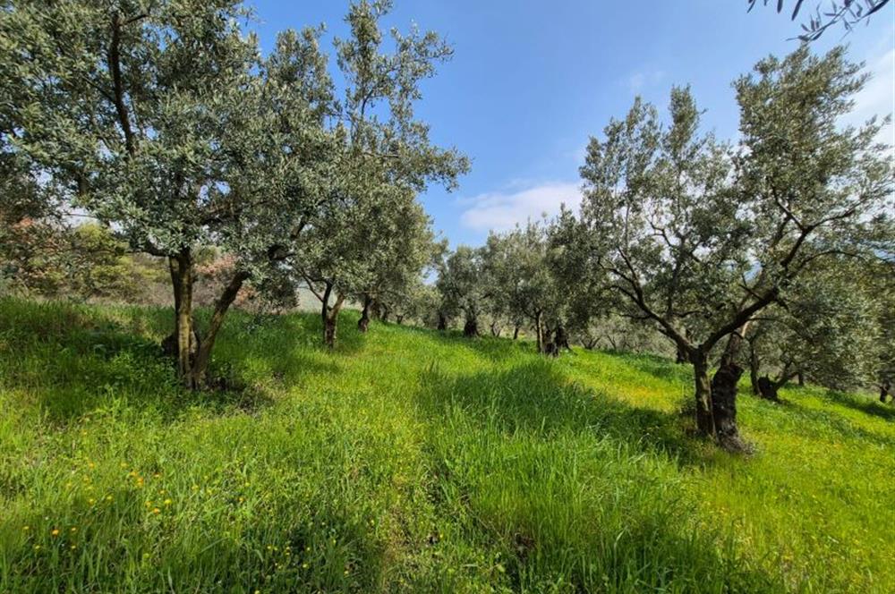 C21 Cius; Gemlik Katırlı’da Yola Cepheli Kurulu Düzen Zeytinlik