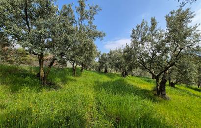 C21 Cius; Gemlik Katırlı’da Yola Cepheli Kurulu Düzen Zeytinlik