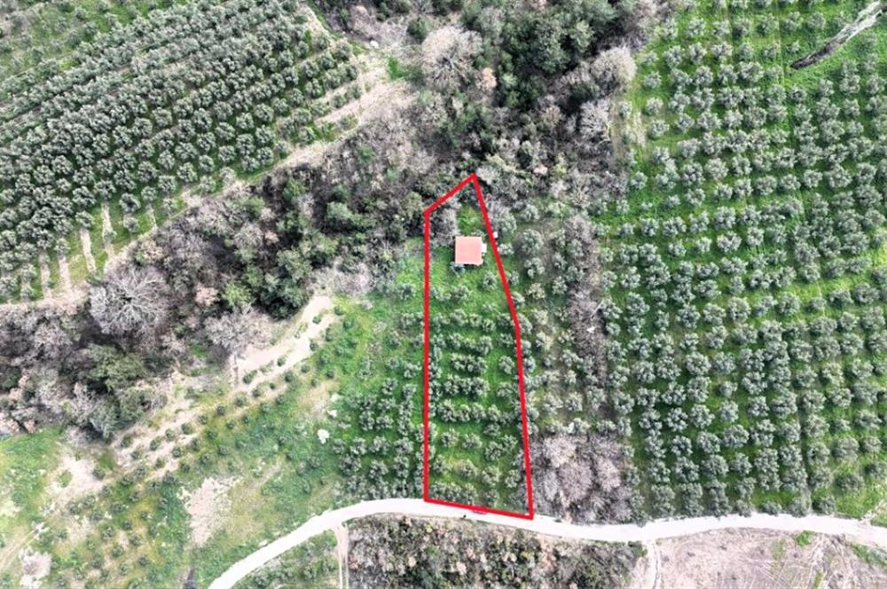 C21 Cius; Gemlik Katırlı’da Yola Cepheli Kurulu Düzen Zeytinlik