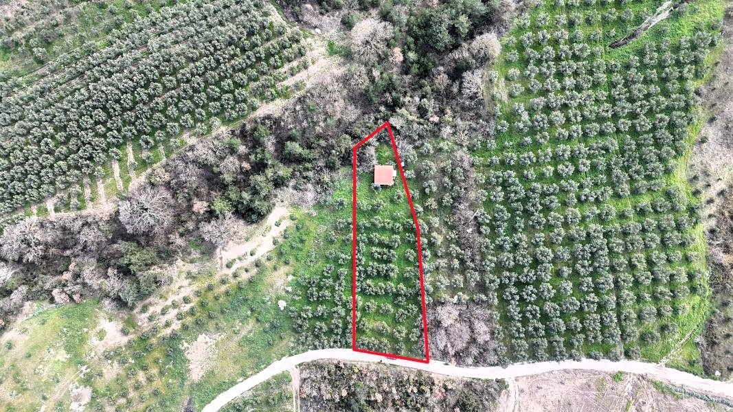 C21 Cius; Gemlik Katırlı’da Yola Cepheli Kurulu Düzen Zeytinlik