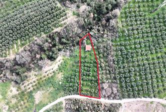 C21 Cius; Gemlik Katırlı’da Yola Cepheli Kurulu Düzen Zeytinlik - 7 - 32796