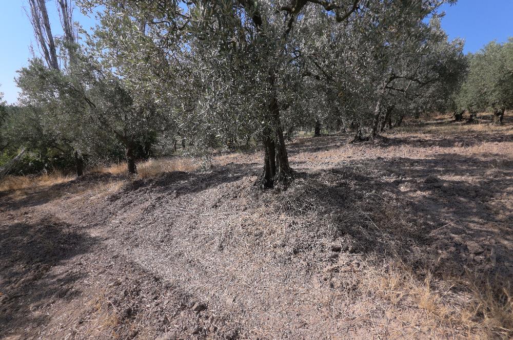 C21 Cius; Adliye 2835m2 Bakımlı Satılık Zeytinlik