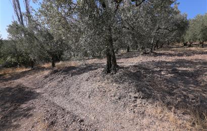 C21 Cius; Adliye 2835m2 Bakımlı Satılık Zeytinlik