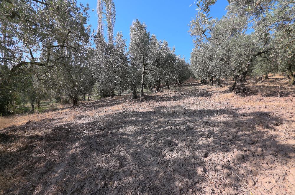 C21 Cius; Adliye 2835m2 Bakımlı Satılık Zeytinlik