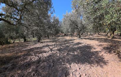 C21 Cius; Adliye 2835m2 Bakımlı Satılık Zeytinlik