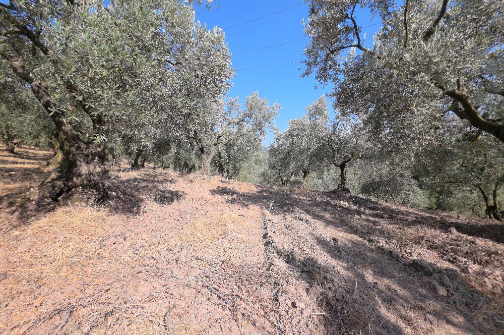 C21 Cius; Adliye 2835m2 Bakımlı Satılık Zeytinlik