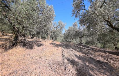 C21 Cius; Adliye 2835m2 Bakımlı Satılık Zeytinlik