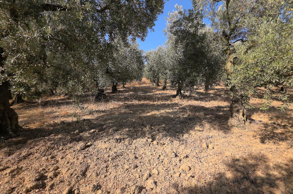 C21 Cius; Adliye 2835m2 Bakımlı Satılık Zeytinlik