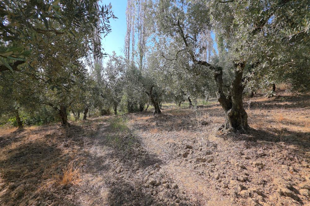 C21 Cius; Adliye 2835m2 Bakımlı Satılık Zeytinlik