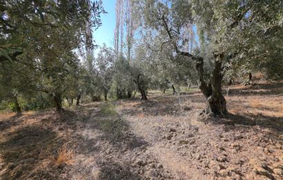 C21 Cius; Adliye 2835m2 Bakımlı Satılık Zeytinlik