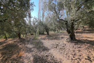 C21 Cius; Adliye 2835m2 Bakımlı Satılık Zeytinlik - 2 - 21900