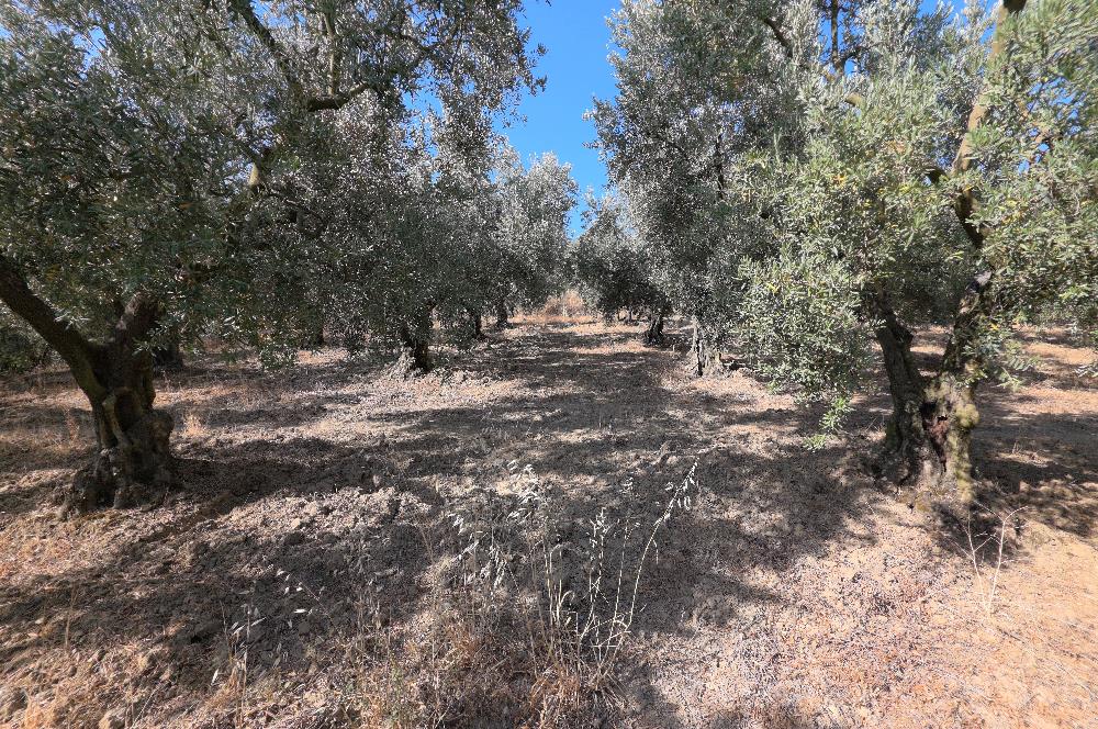 C21 Cius; Adliye 2835m2 Bakımlı Satılık Zeytinlik