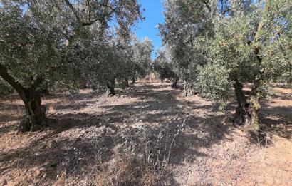 C21 Cius; Adliye 2835m2 Bakımlı Satılık Zeytinlik