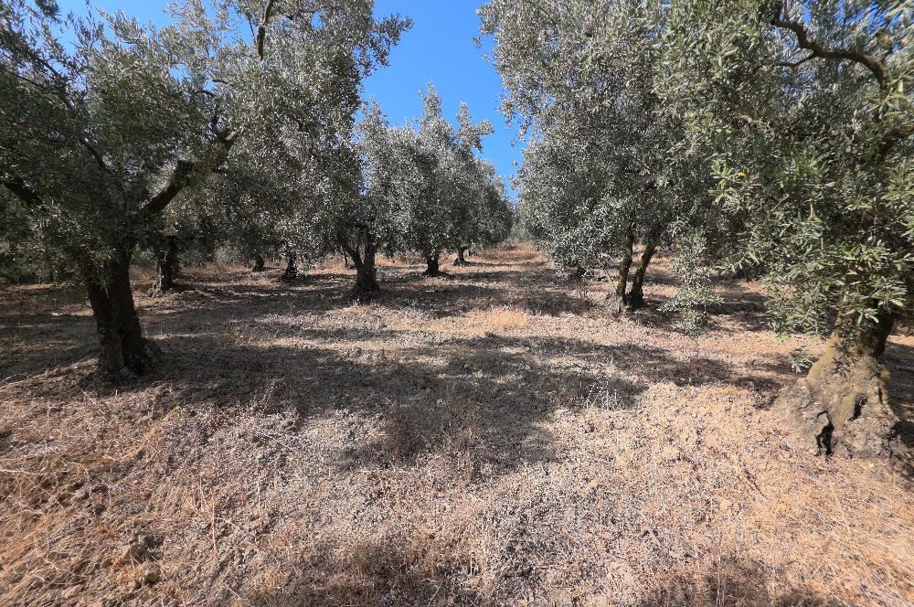 C21 Cius; Adliye 2835m2 Bakımlı Satılık Zeytinlik